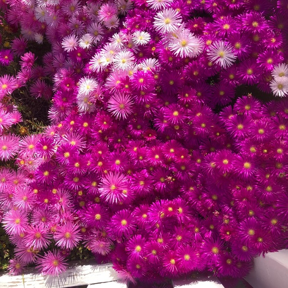 Meet your Posher, Becky - Picture 1 of 1